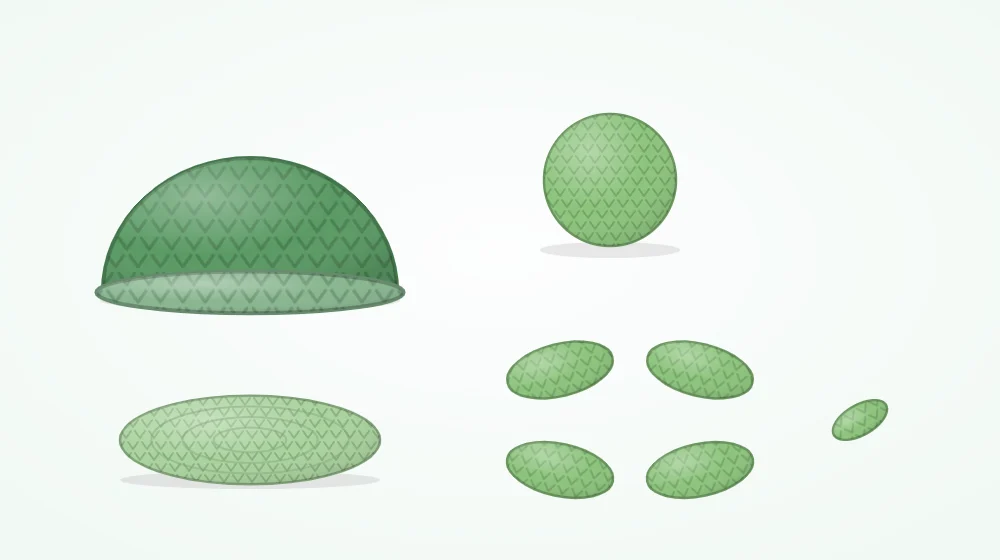 Turtle pieces laid out: a green domed shell, a flat lighter belly disc, a round head, four small flippers and a tiny tail